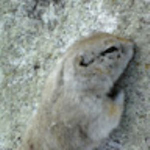 Meet your Posher, Brendan